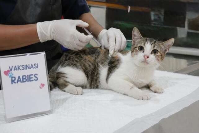 Vaksin rabies bukan hanya melindungi kesehatan hewan, melainkan juga melindungi manusia dari penyebaran virus rabies.