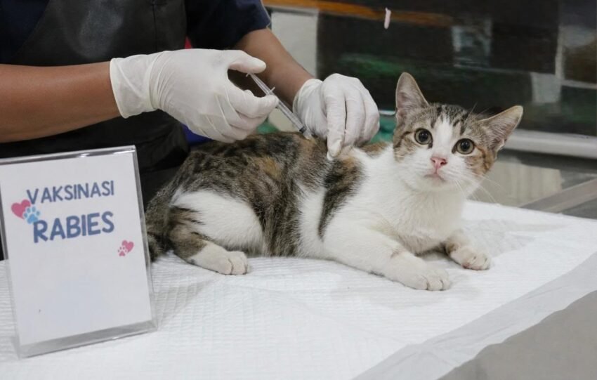 Vaksin rabies bukan hanya melindungi kesehatan hewan, melainkan juga melindungi manusia dari penyebaran virus rabies.