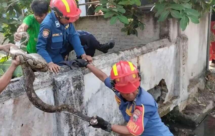 Evakuasi ular sanca yang dilakukan Damkarmat Lampung Selatan dan dibantu warga setempat berlangsung menegangkan. (Foto: dok Damkarmat Lamsel)