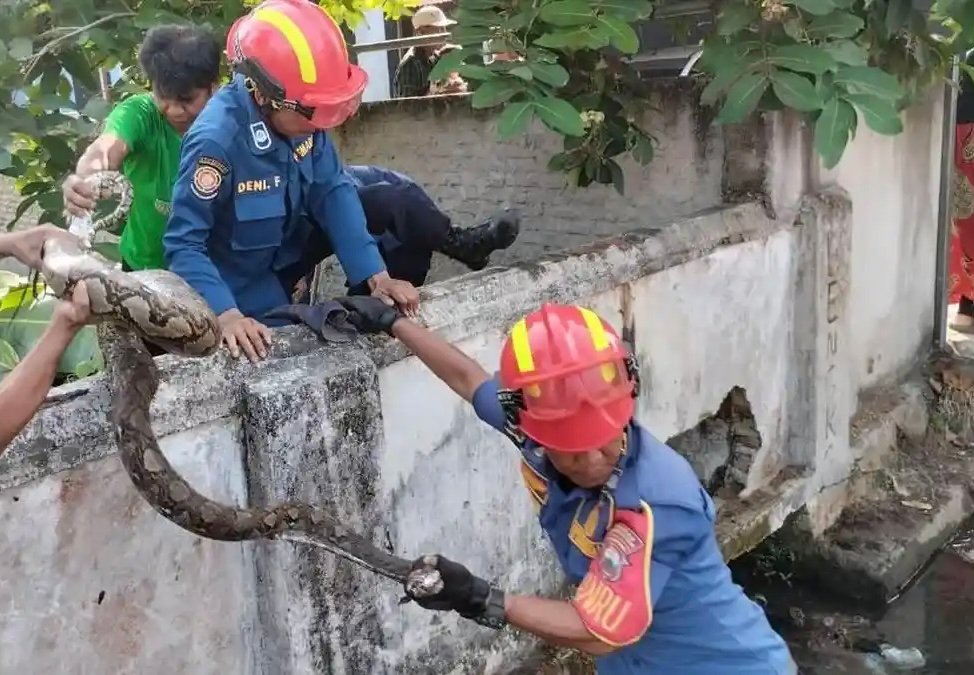 Evakuasi ular sanca yang dilakukan Damkarmat Lampung Selatan dan dibantu warga setempat berlangsung menegangkan. (Foto: dok Damkarmat Lamsel)